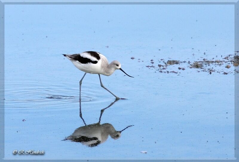 Avocette d'Amérique