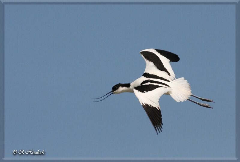 Pied Avocet