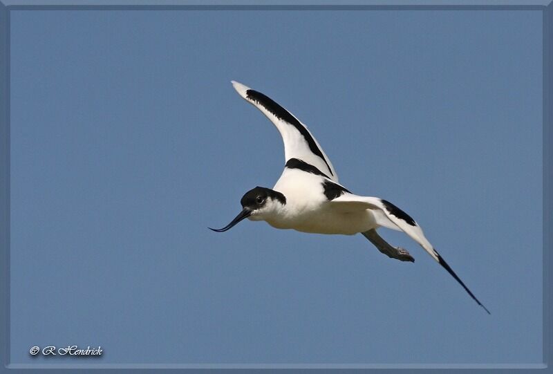 Pied Avocet