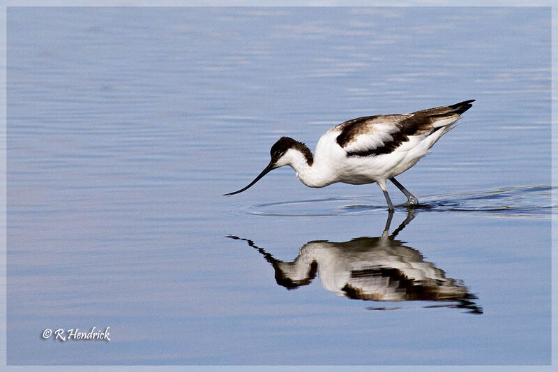 Pied Avocet