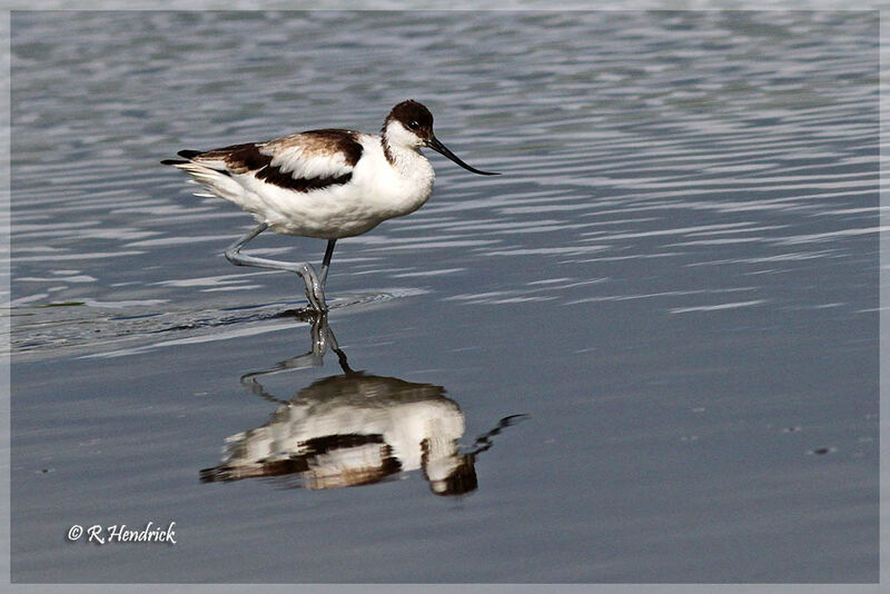 Avocette élégante