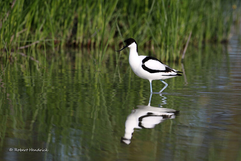 Avocette élégante