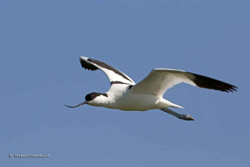 Avocette élégante