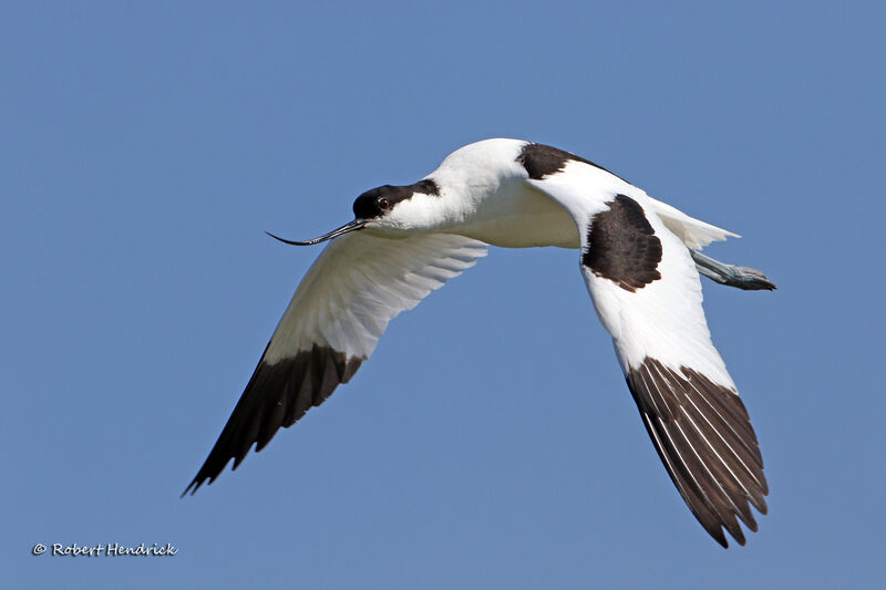 Avocette élégante