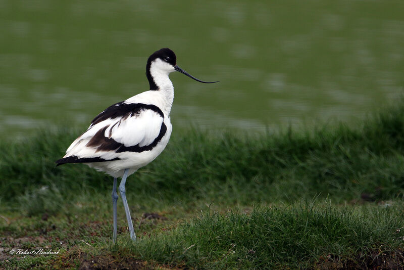 Pied Avocet