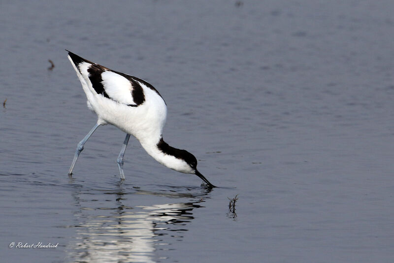 Avocette élégante