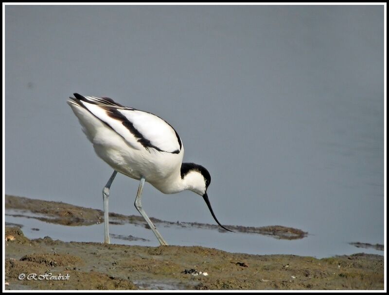 Avocette élégante