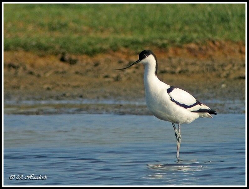 Pied Avocet