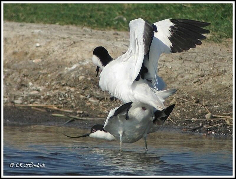 Pied Avocet