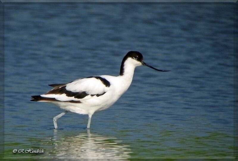 Pied Avocet