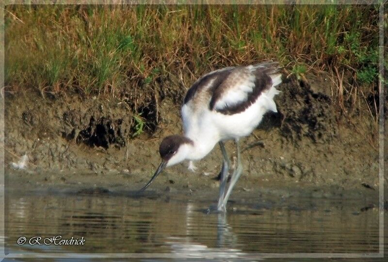 Pied Avocet