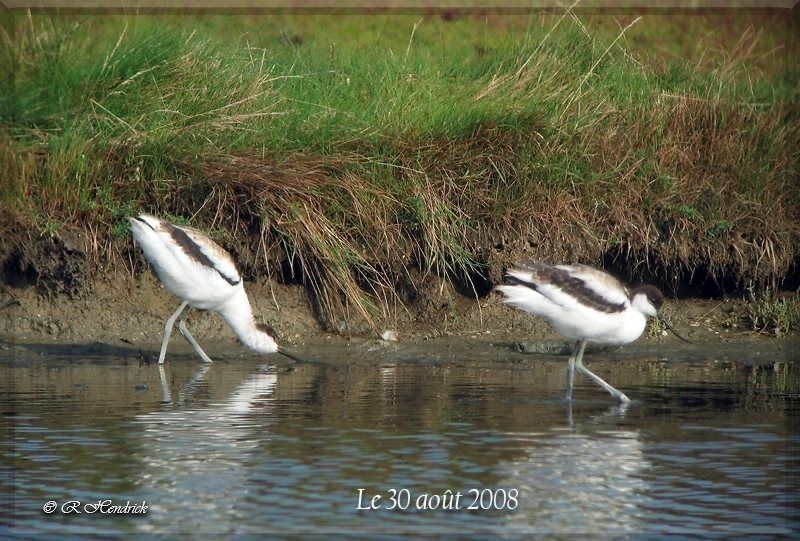 Pied Avocet