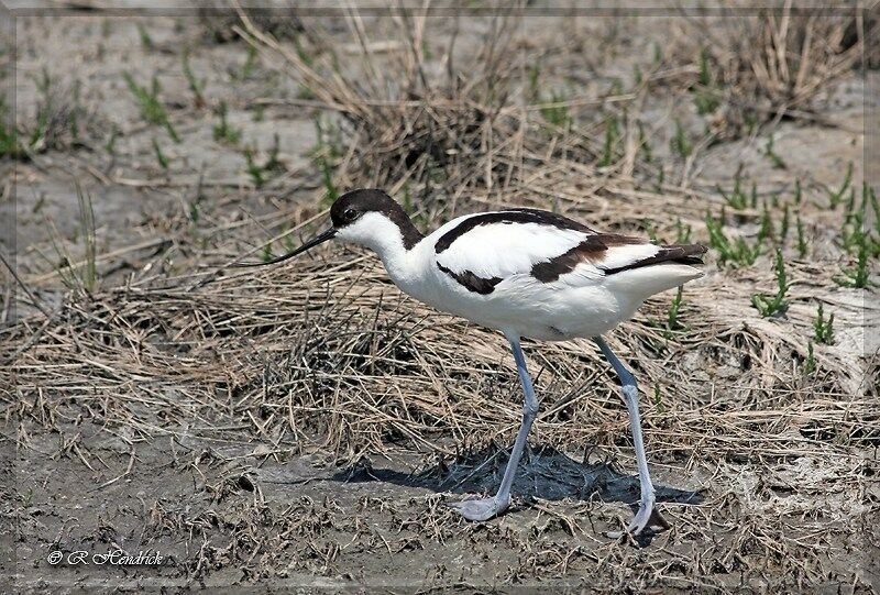 Pied Avocet