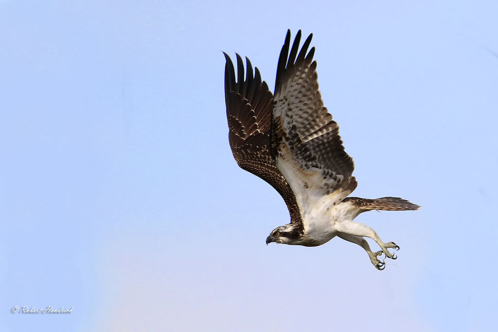 Balbuzard pêcheur