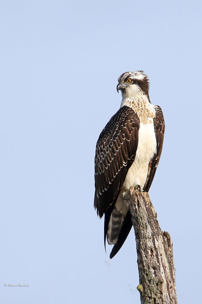Osprey