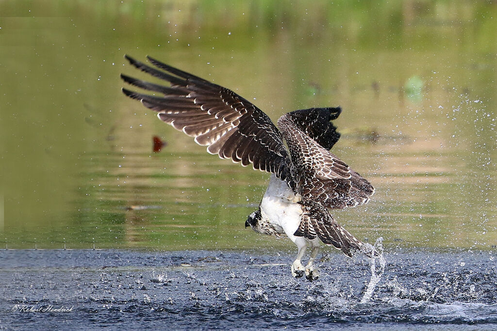 Balbuzard pêcheur