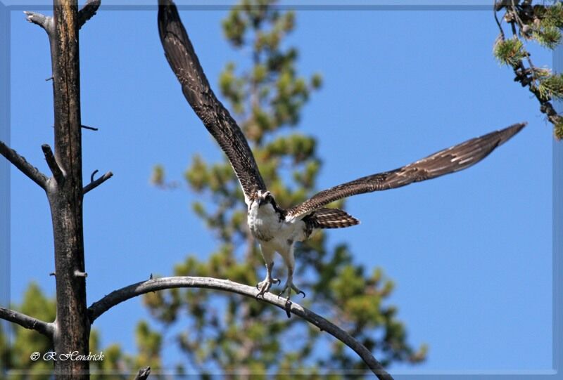 Osprey