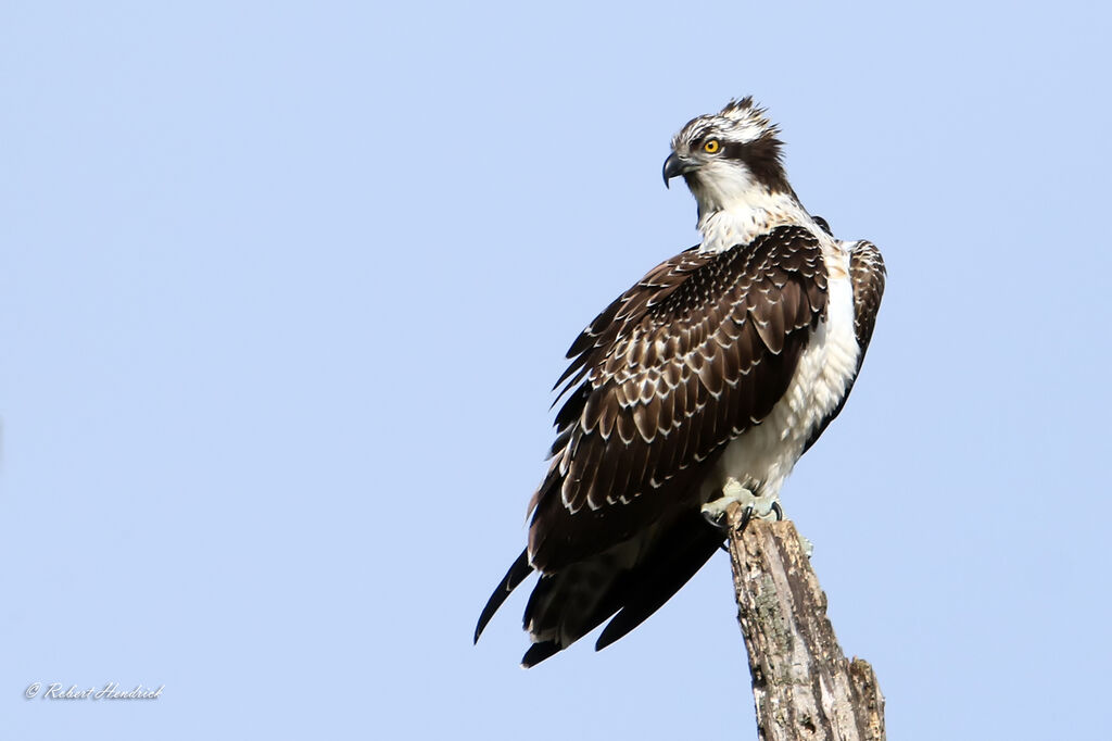 Osprey