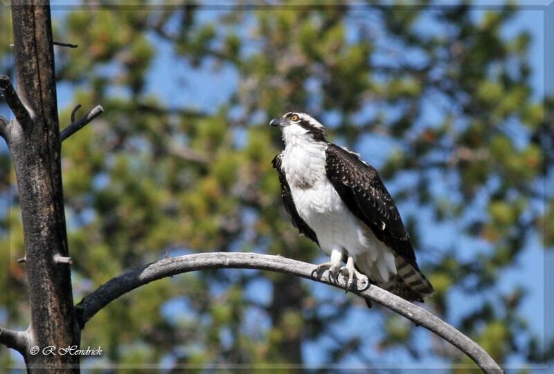 Osprey