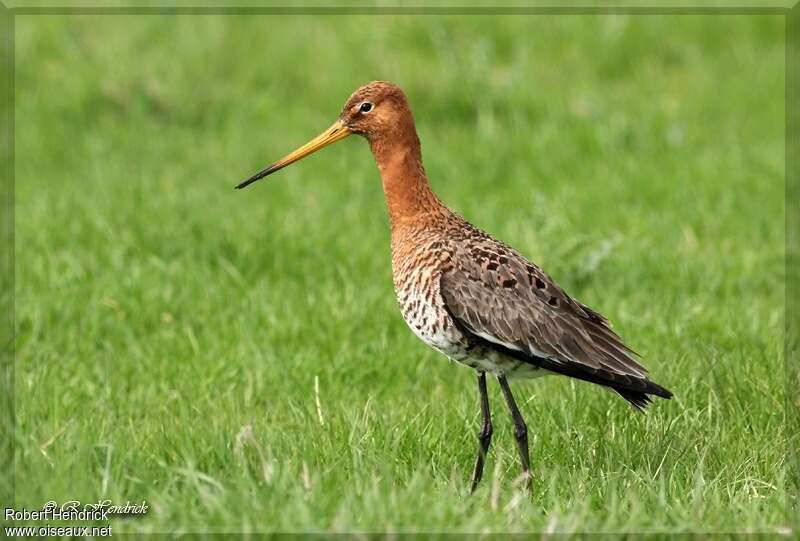 Black-tailed Godwit male adult breeding, identification