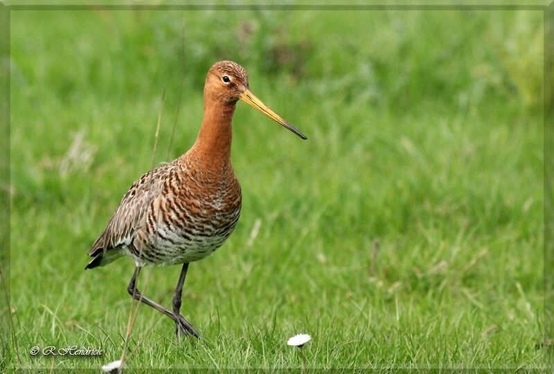 Black-tailed Godwit