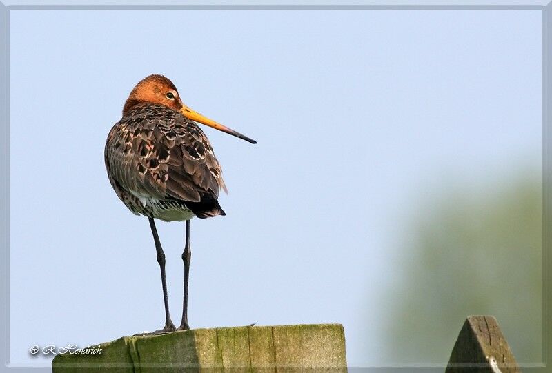 Black-tailed Godwit