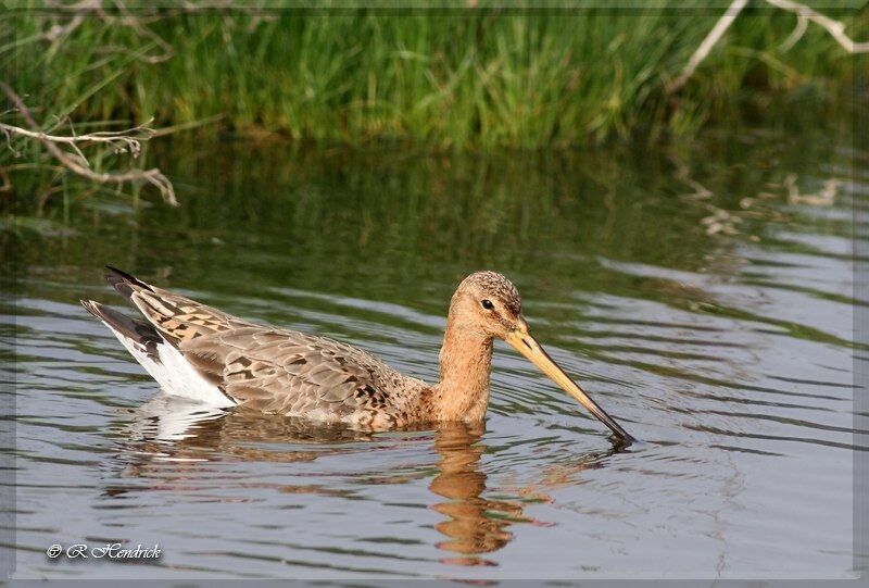 Black-tailed Godwit, identification