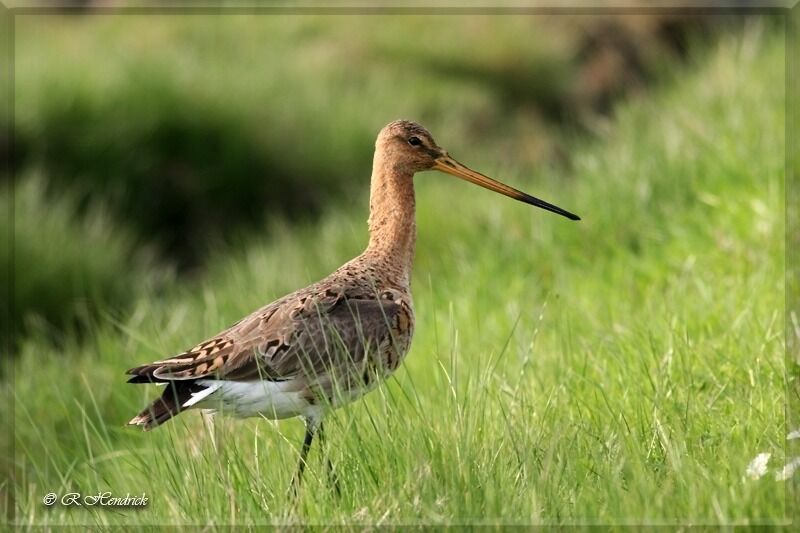 Black-tailed Godwit, identification