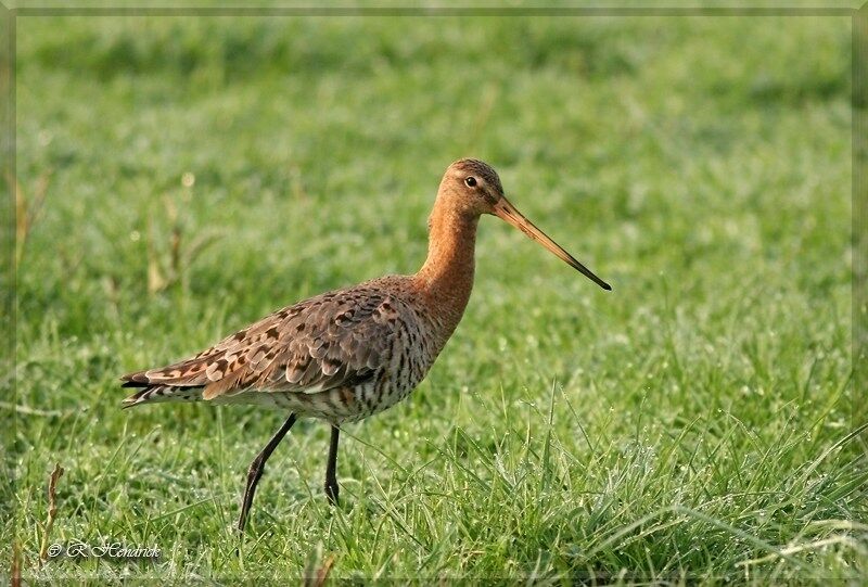 Black-tailed Godwit, identification