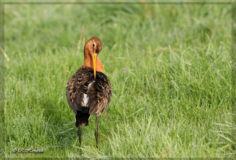 Black-tailed Godwit, identification