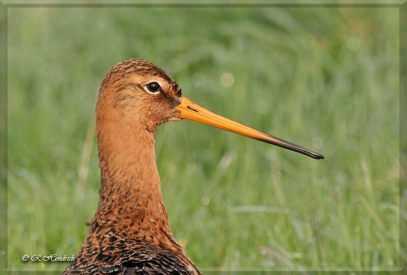 Black-tailed Godwit