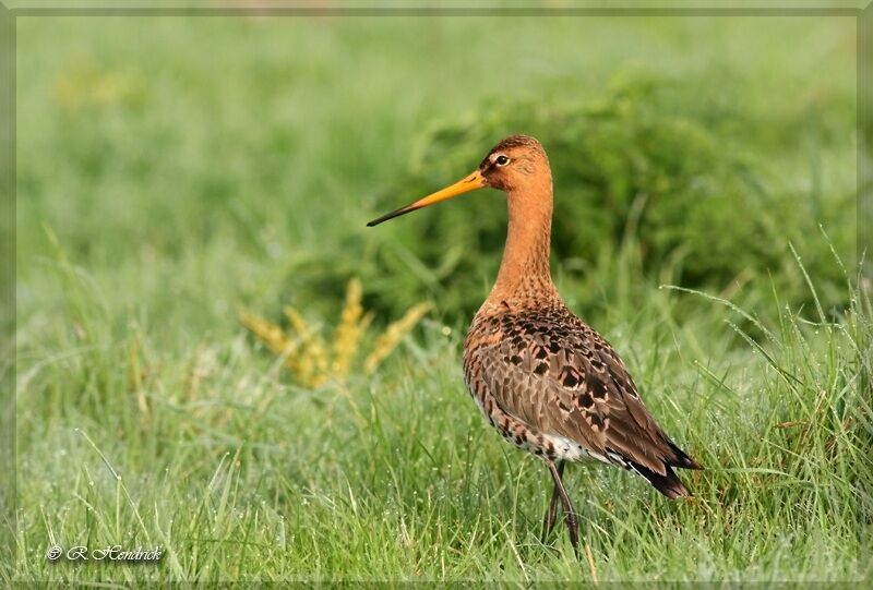 Black-tailed Godwit