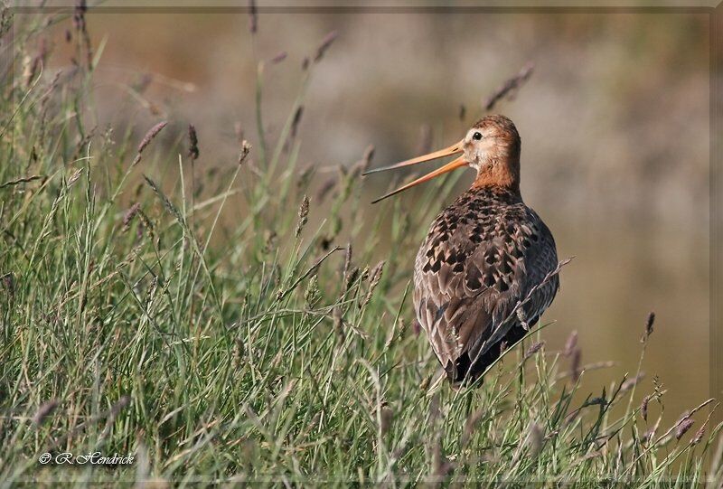 Black-tailed Godwit