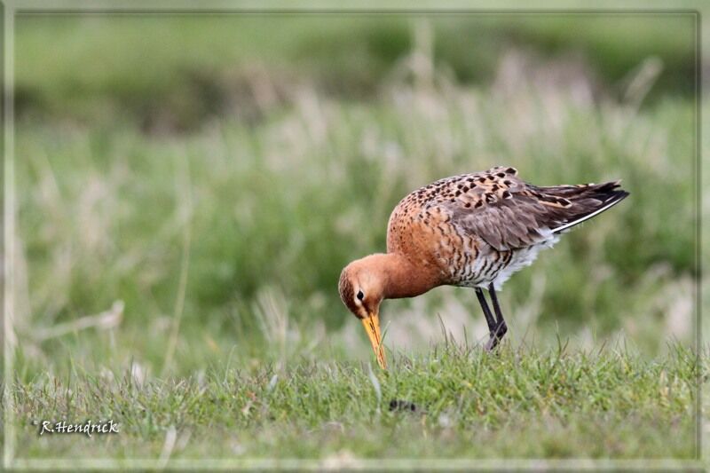 Black-tailed Godwit