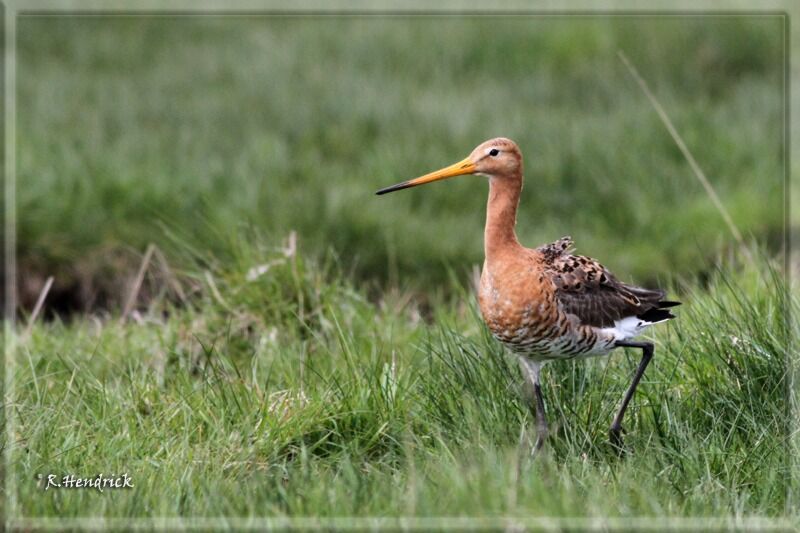 Black-tailed Godwit