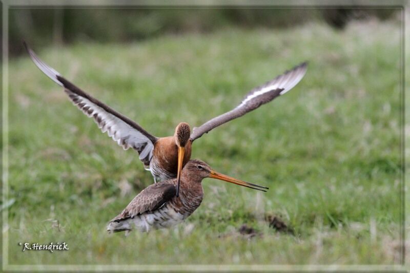 Black-tailed Godwit