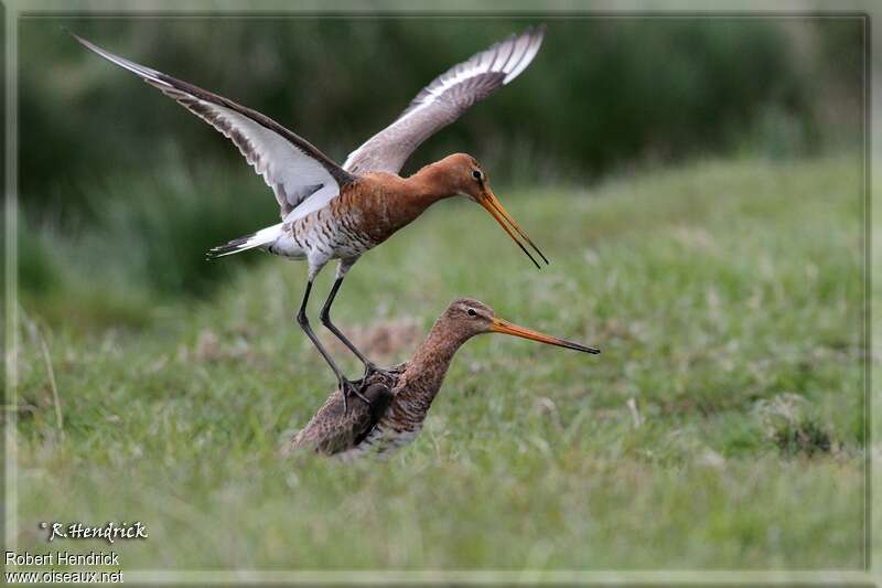 Black-tailed Godwitadult breeding, mating.