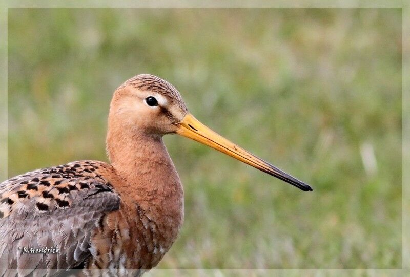 Black-tailed Godwit