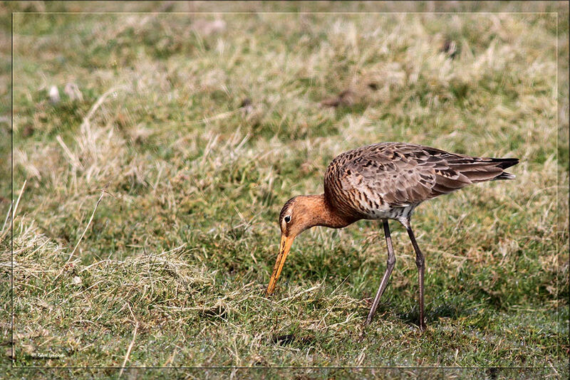 Black-tailed Godwit