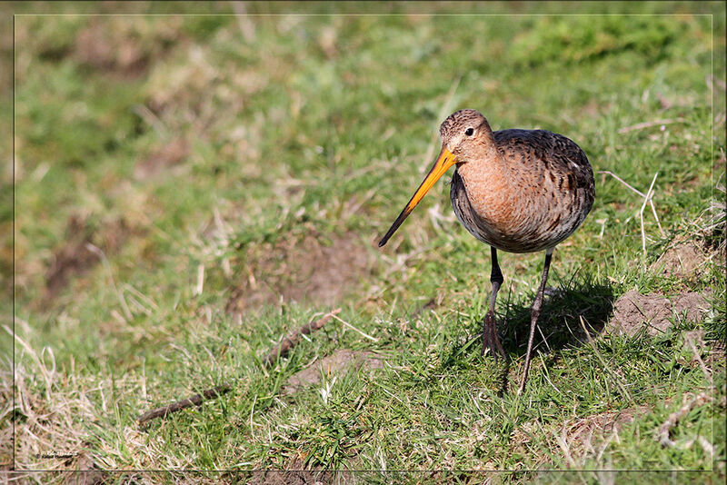 Black-tailed Godwit