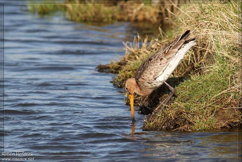 Black-tailed Godwitadult, fishing/hunting