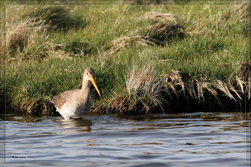 Black-tailed Godwit