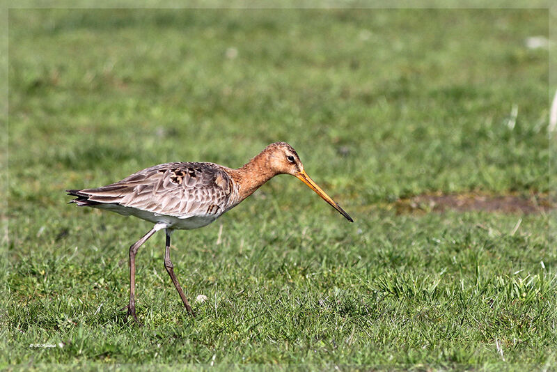 Black-tailed Godwit