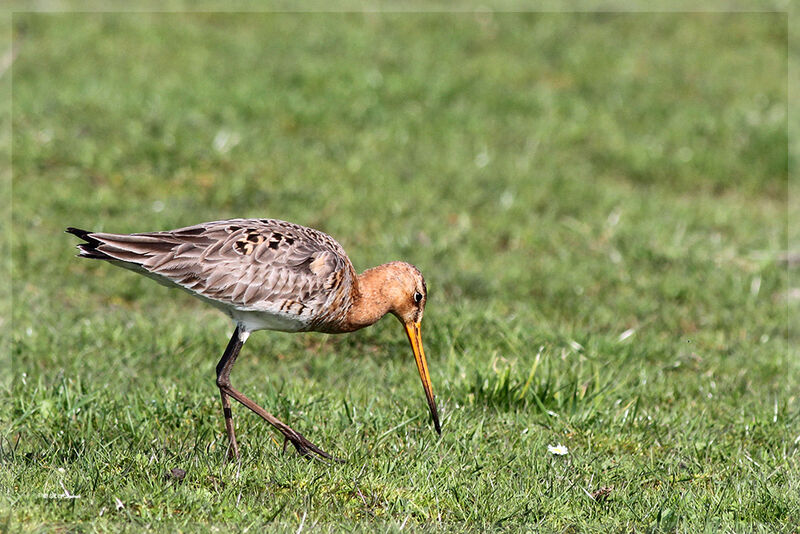 Black-tailed Godwit