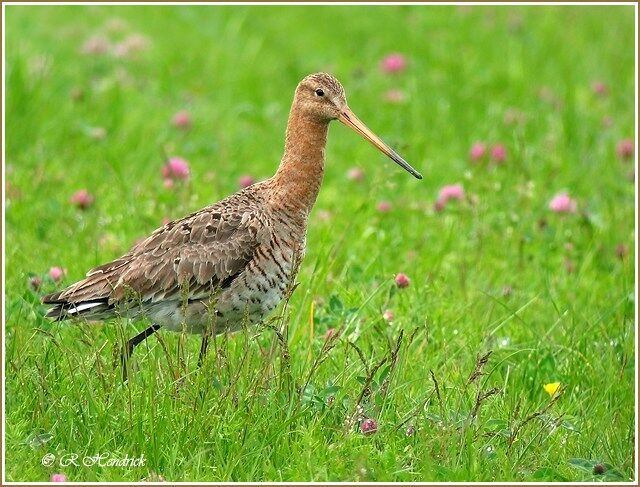 Black-tailed Godwit