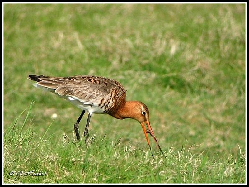 Black-tailed Godwit