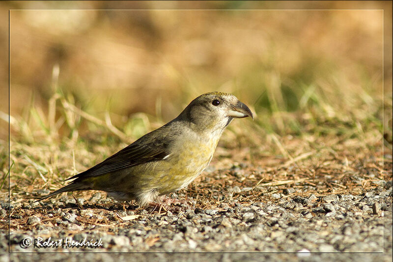 Red Crossbill