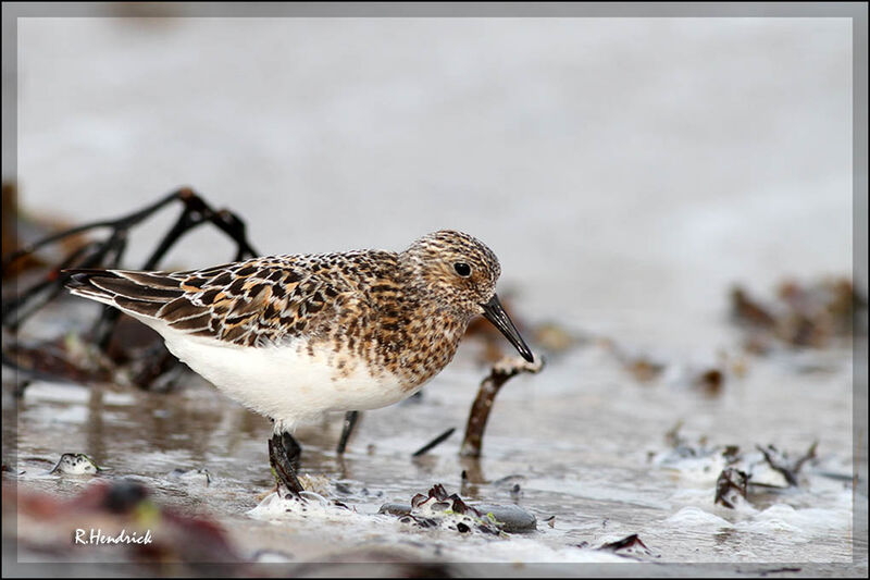 Bécasseau sanderling