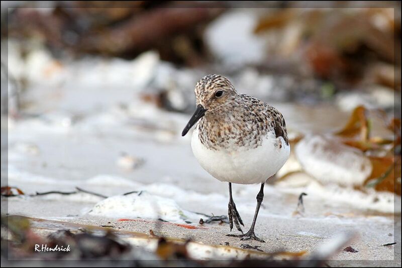 Bécasseau sanderling