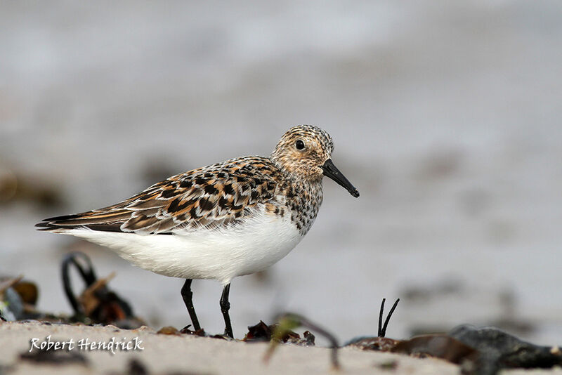 Bécasseau sanderling